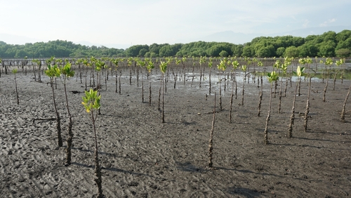 Bild Mangroven